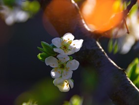 广州十里河花卉市场，繁花似锦的美丽之旅十里河花卉批发市场